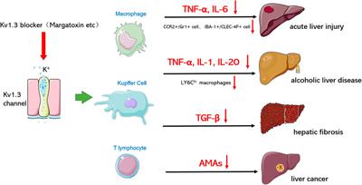 Review on Biological Characteristics of Kv1.3 and Its Role in Liver Diseases